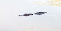 Crocodile in a pond, Boynton Beach, Florida, USA Fine Art Print