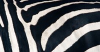 Zebra stripes Fine Art Print