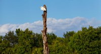 White crane on a dead tree, Boynton Beach, Florida, USA Fine Art Print