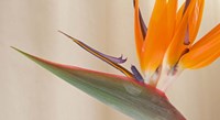 Strelitzia in bloom, California Fine Art Print