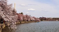 Cherry Blossom trees in the Tidal Basin with the Washington Monument in the background, Washington DC, USA by Panoramic Images - various sizes