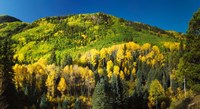 Aspen trees on mountain, Sunshine Mesa, Wilson Mesa, South Fork Road, Uncompahgre National Forest, Colorado, USA Fine Art Print