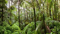Trees in tropical rainforest, Eungella National Park, Mackay, Queensland, Australia Fine Art Print