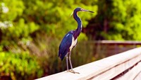 Close-up of an blue egret, Boynton Beach, Florida, USA Fine Art Print