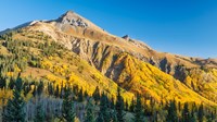 Aspen tree on a mountain, Coal Bank Pass, San Juan National Forest, Colorado, USA Fine Art Print