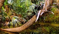 Oriental darter (Anhinga melanogaster) on a tree, Boynton Beach, Palm Beach County, Florida, USA Fine Art Print