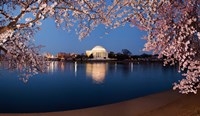 Cherry Blossom Tree with Jefferson Memorial, Washington DC Fine Art Print