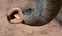 African elephant, (Loxodonta africana), Elephant Trunk, Samburu National Reserve, Kenya Fine Art Print