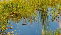 Reflection of a bird on water, Boynton Beach, Florida, USA Fine Art Print