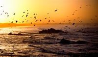 Flock of seagulls fishing in waves at sunset, Morbihan, Brittany, France Fine Art Print