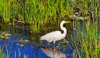 Reflection of white crane in pond, Boynton Beach, Florida, USA Fine Art Print