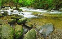 Stream following through a forest, Little River, Great Smoky Mountains National Park, Tennessee, USA Fine Art Print