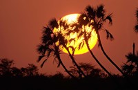 Sunrise behind silhouetted trees, Kenya, Africa Fine Art Print