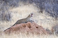 Leopard (Panthera pardus) yawning on a termite mound, Kenya Fine Art Print