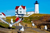 Seagulls at Nubble Lighthouse, Cape Neddick, York, Maine, USA Fine Art Print