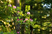 Rhododendron flowers in a forest, Del Norte Coast Redwoods State Park, Del Norte County, California, USA Fine Art Print