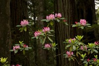 Rhododendron Flowers and Redwood Trees in a Forest, Del Norte Coast Redwoods State Park, Del Norte County, California, USA Fine Art Print