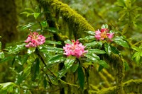 Rhododendron flowers in a forest, Jedediah Smith Redwoods State Park, Crescent City, Del Norte County, California, USA by Panoramic Images - various sizes