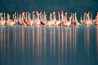 Flamingo Reflections in a lake, Lake Nakuru, Lake Nakuru National Park, Kenya Fine Art Print