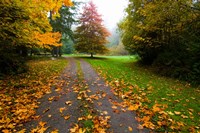 Fallen leaves on a road, Washington State, USA Fine Art Print