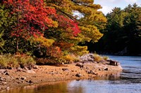 Autumn Trees, Musquash River, Muskoka, Ontario, Canada Fine Art Print