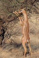Male gerenuk (Litocranius waller) eating leaves, Samburu National Park, Rift Valley Province, Kenya Fine Art Print