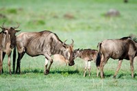 Wildebeest, Ndutu, Ngorongoro, Tanzania Fine Art Print