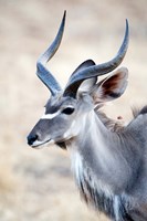Greater Kudu (Tragelaphus strepsiceros) in a forest, Samburu National Park, Rift Valley Province, Kenya Fine Art Print