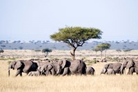 African Elephants in Masai Mara National Reserve, Kenya Fine Art Print