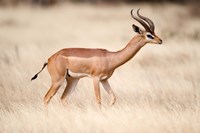 Male gerenuk (Litocranius walleri) standing in field, Samburu National Park, Rift Valley Province, Kenya Fine Art Print