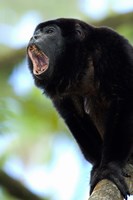 Black Howler Monkey, Costa Rica by Panoramic Images - various sizes