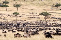 Great migration of wildebeests, Masai Mara National Reserve, Kenya Fine Art Print
