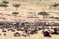 Wildebeests Masai Mara National Reserve Kenya