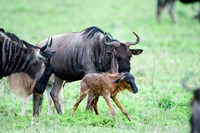 Newborn Wildebeest Calf with its Parents, Ndutu, Ngorongoro, Tanzania Fine Art Print