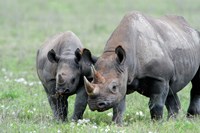 Black rhinoceros (Diceros bicornis) in a field, Ngorongoro Crater, Ngorongoro, Tanzania Fine Art Print