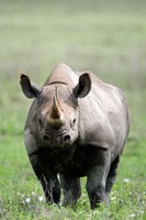 Black rhinoceros (Diceros bicornis) standing in a field, Ngorongoro Crater, Ngorongoro, Tanzania Fine Art Print
