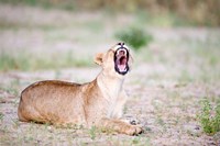 Lioness Yawning in a Forest, Tarangire National Park, Tanzania Fine Art Print