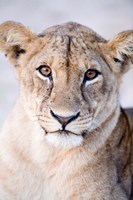 Close-up of a lioness (Panthera leo), Tarangire National Park, Tanzania Fine Art Print