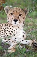 Head of a Cheetah, Ndutu, Ngorongoro, Tanzania Fine Art Print