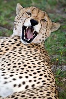Snarling Cheetah, Ndutu, Ngorongoro, Tanzania Fine Art Print