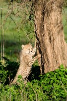 Cheetah Cub Against a Tree, Ndutu, Ngorongoro, Tanzania Fine Art Print