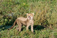 Cheetah cub (Acinonyx jubatus) yawning in a forest, Ndutu, Ngorongoro, Tanzania Fine Art Print