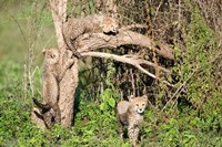 Cheetah Cubs Climbing a Tree, Ndutu, Ngorongoro, Tanzania Fine Art Print