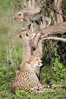 Cheetah cubs (Acinonyx jubatus) with their mother in a forest, Ndutu, Ngorongoro, Tanzania Fine Art Print