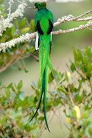 Close-up of a Resplendent Quetzal (Pharomachrus mocinno) perching on a branch, Savegre, Costa Rica Fine Art Print