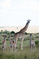 Masai giraffes (Giraffa camelopardalis tippelskirchi) and calves in a forest, Masai Mara National Reserve, Kenya Fine Art Print