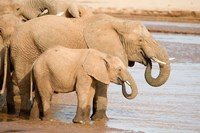 African elephants (Loxodonta africana) drinking water, Samburu National Park, Rift Valley Province, Kenya Fine Art Print