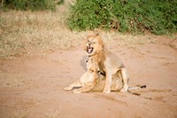 Lion pair (Panthera leo) mating in a field, Samburu National Park, Rift Valley Province, Kenya Fine Art Print