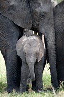 African elephant (Loxodonta africana) with its calf in a forest, Tarangire National Park, Tanzania Fine Art Print