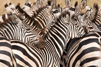 Burchell's Zebras, Tarangire National Park, Tanzania Fine Art Print